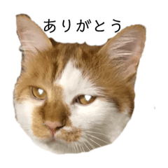 [LINEスタンプ] ふてぶてのココ